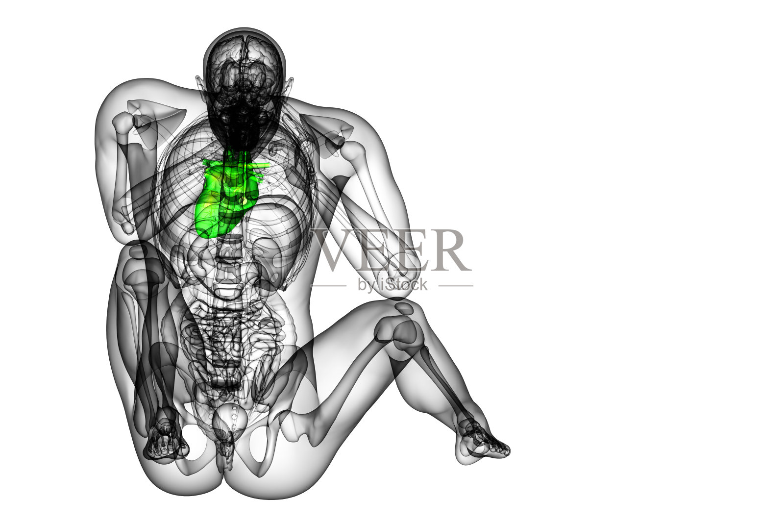 人体心脏的3d渲染医学插图照片摄影图片