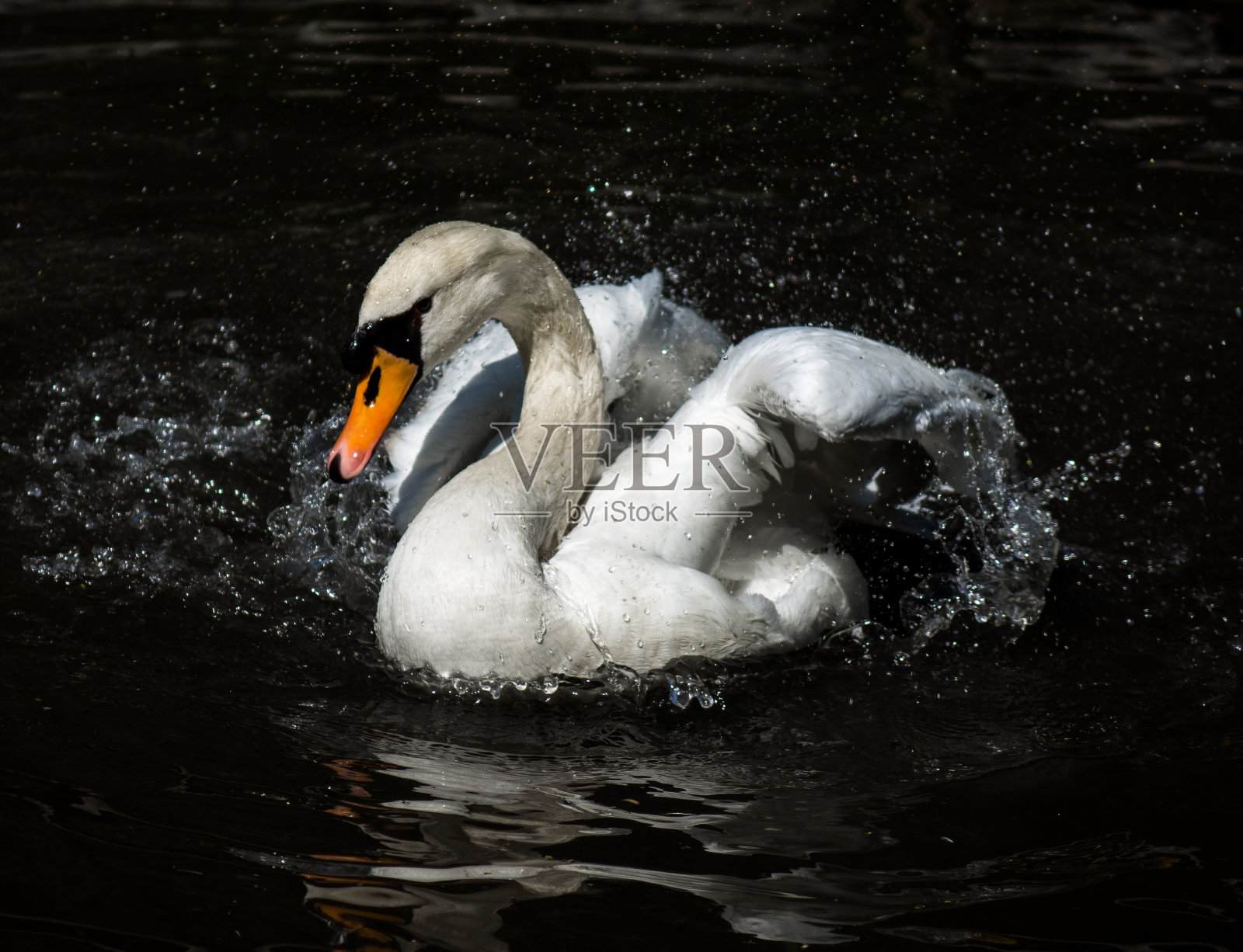 天鹅在池塘的水和阳光。照片摄影图片