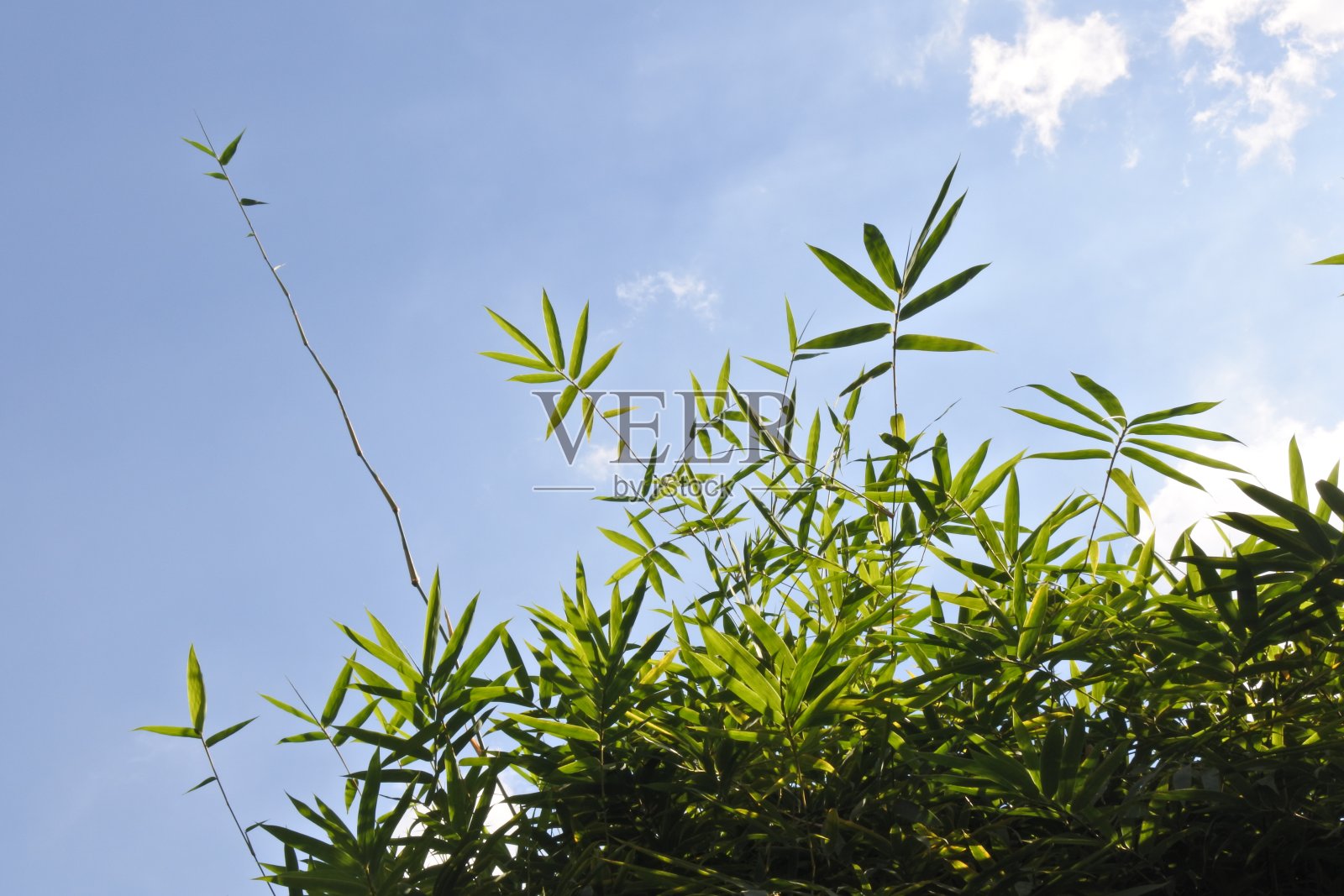 竹与天空照片摄影图片