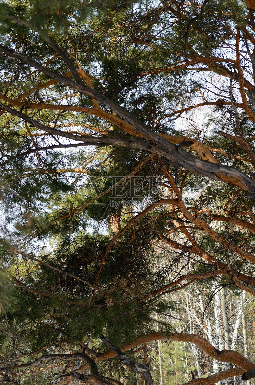 阿尔泰森林照片摄影图片