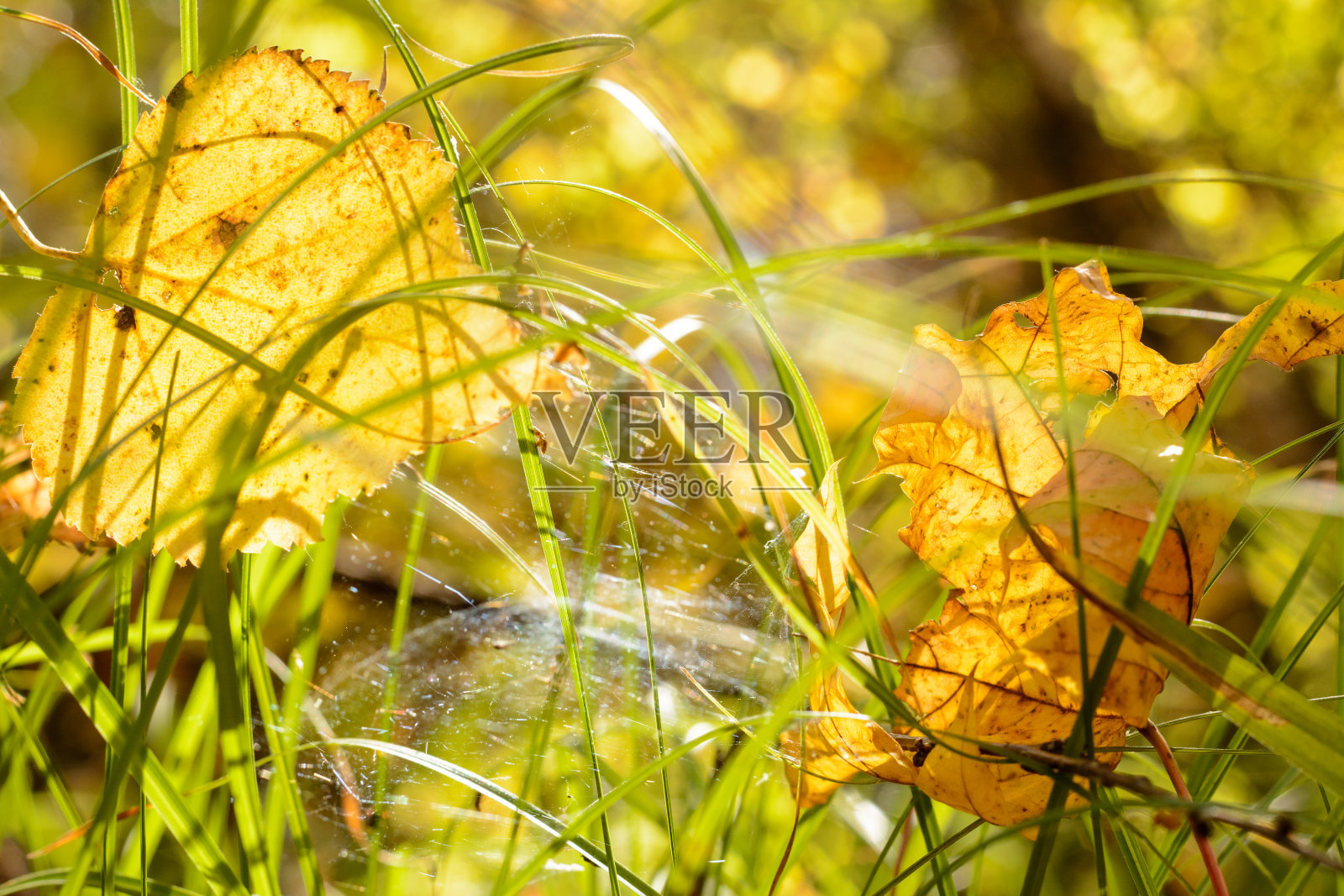 黄叶落在绿草中照片摄影图片