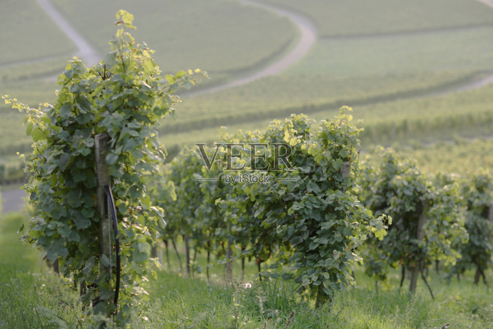 德国葡萄园照片摄影图片