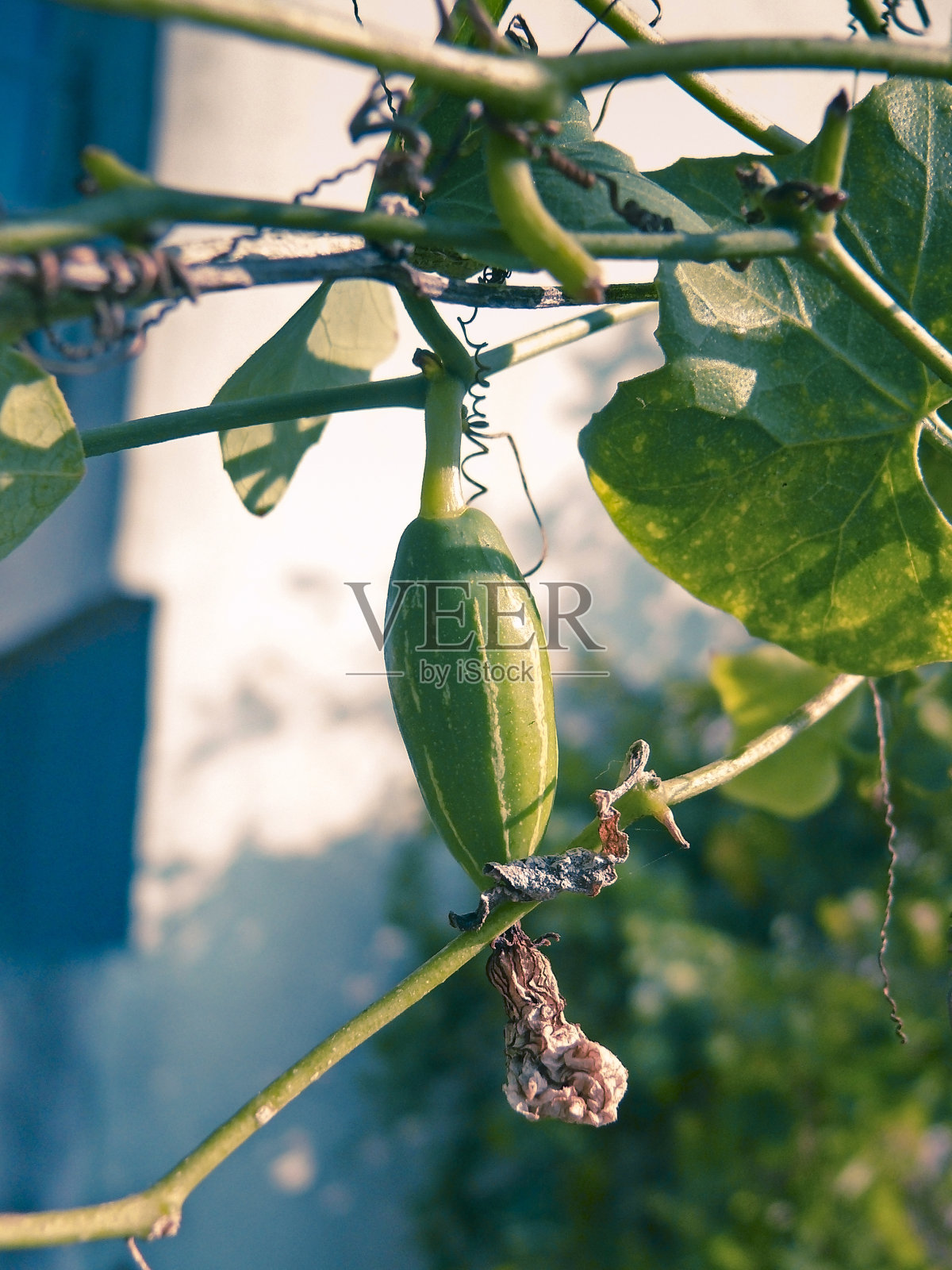 红瓜照片摄影图片