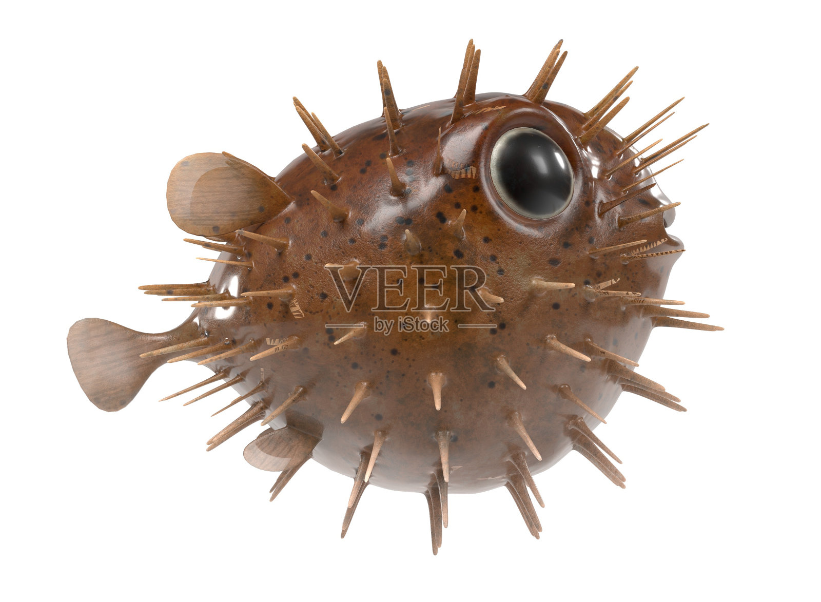 迪奥顿·霍洛坎图斯照片摄影图片