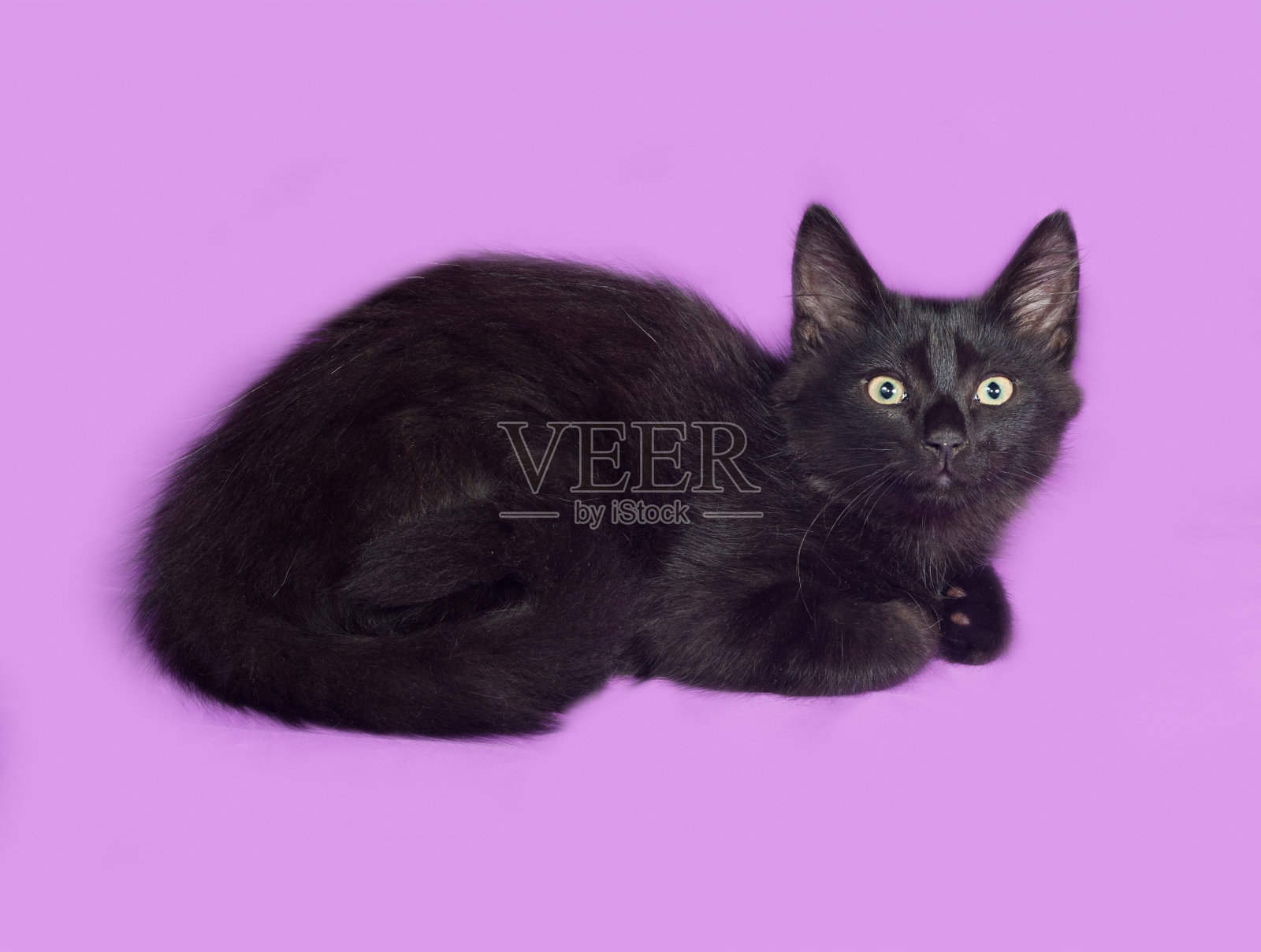 黑色毛茸茸的小猫躺在紫丁香上照片摄影图片