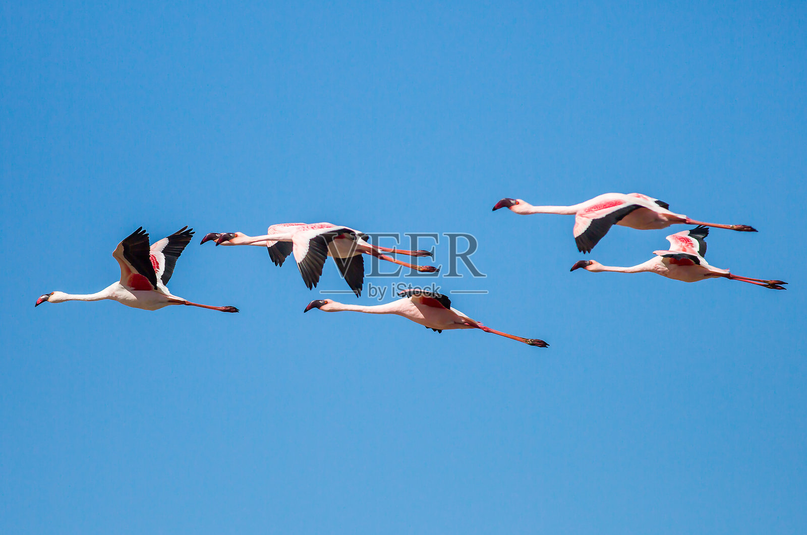 飞行的火烈鸟照片摄影图片