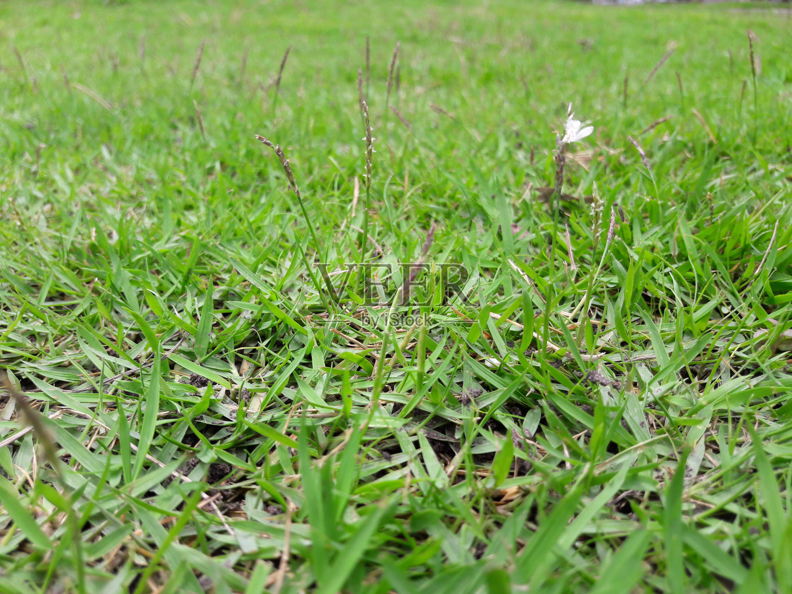 绿色田野背景在自然照片摄影图片