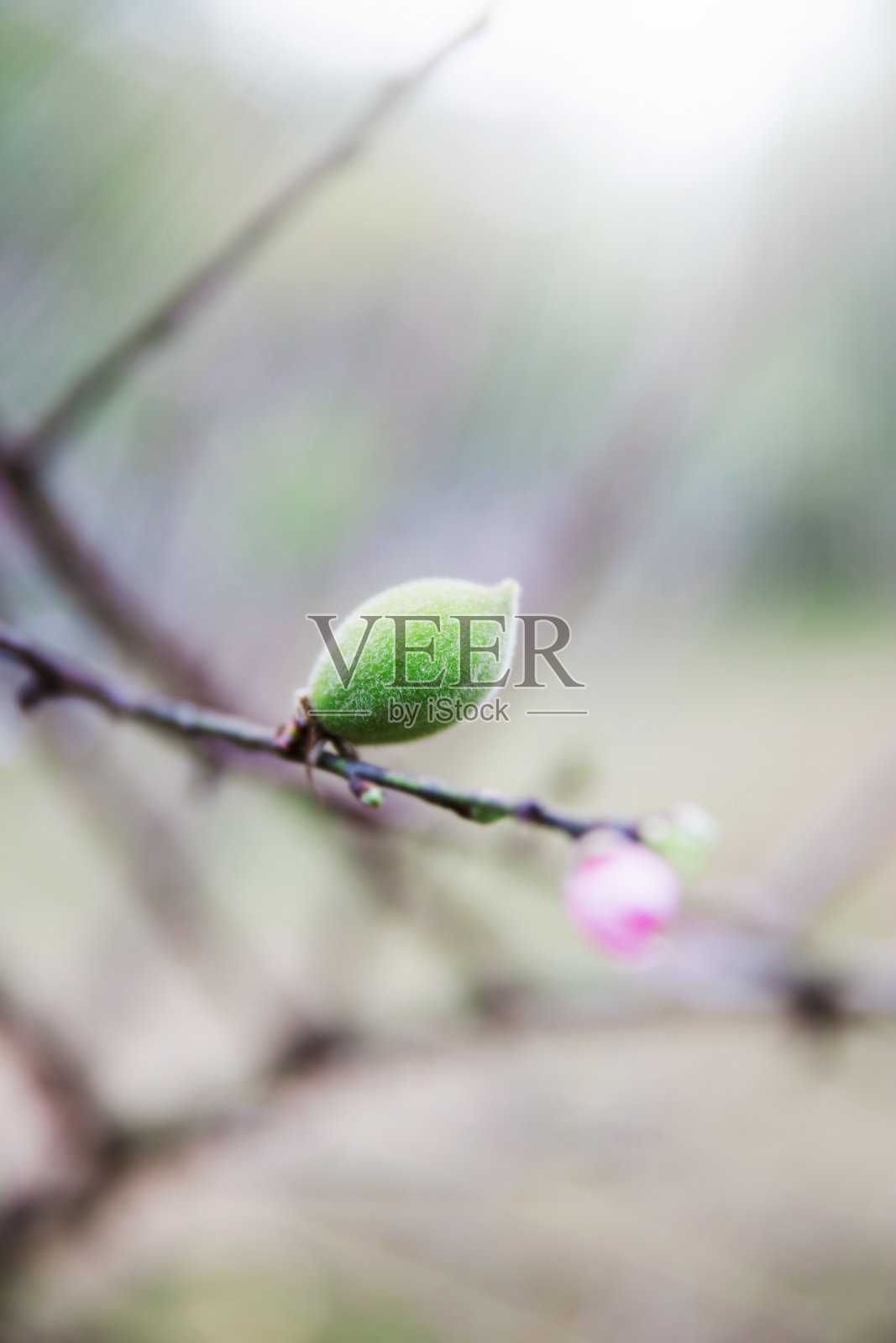 桃子的水果照片摄影图片