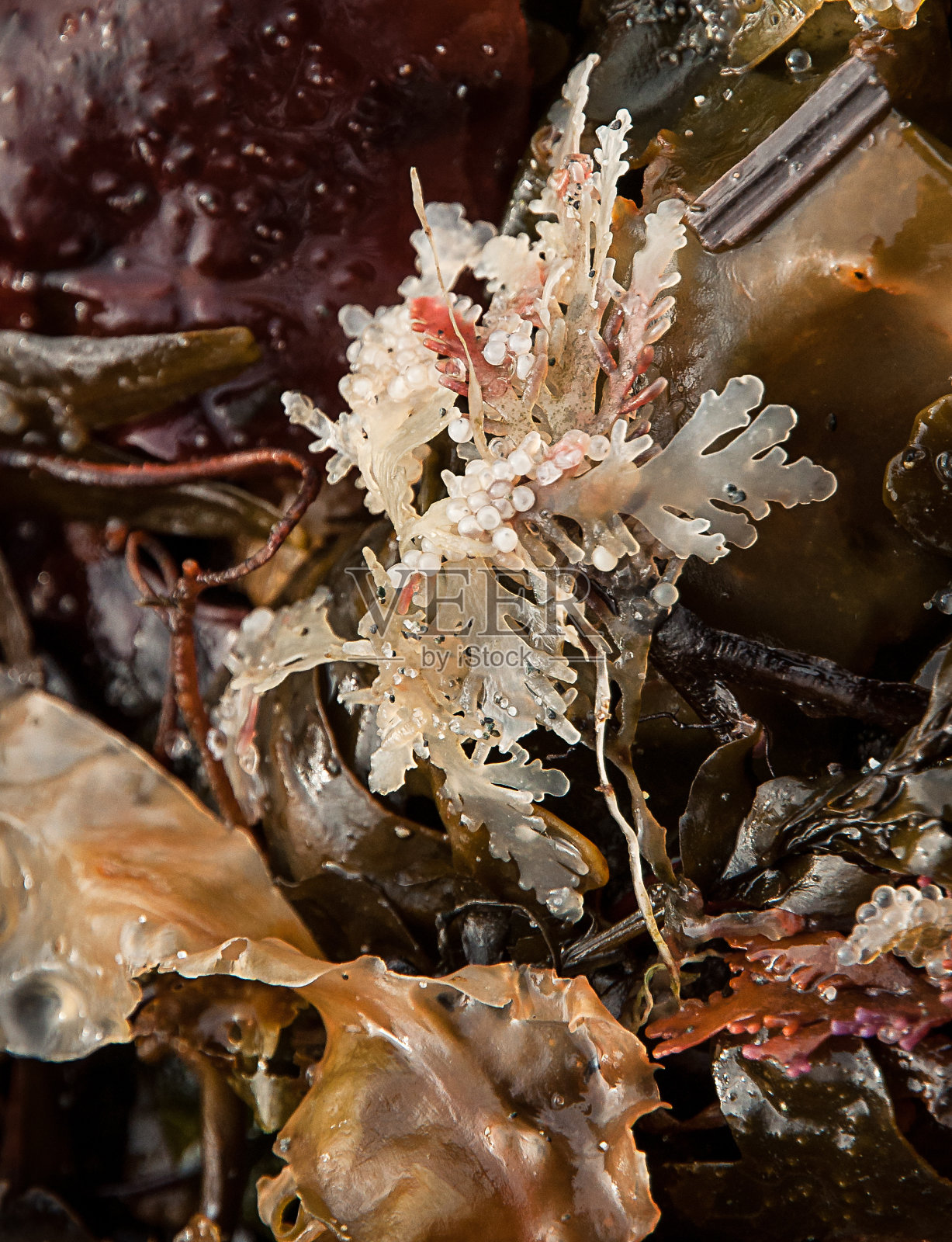 白色的花来自大海照片摄影图片