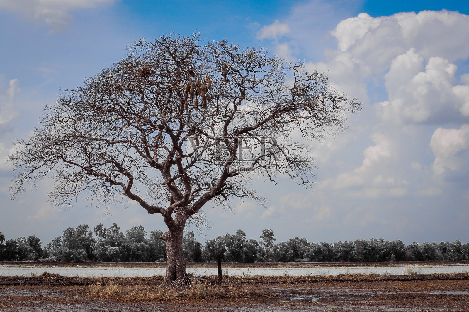 中心场树照片摄影图片