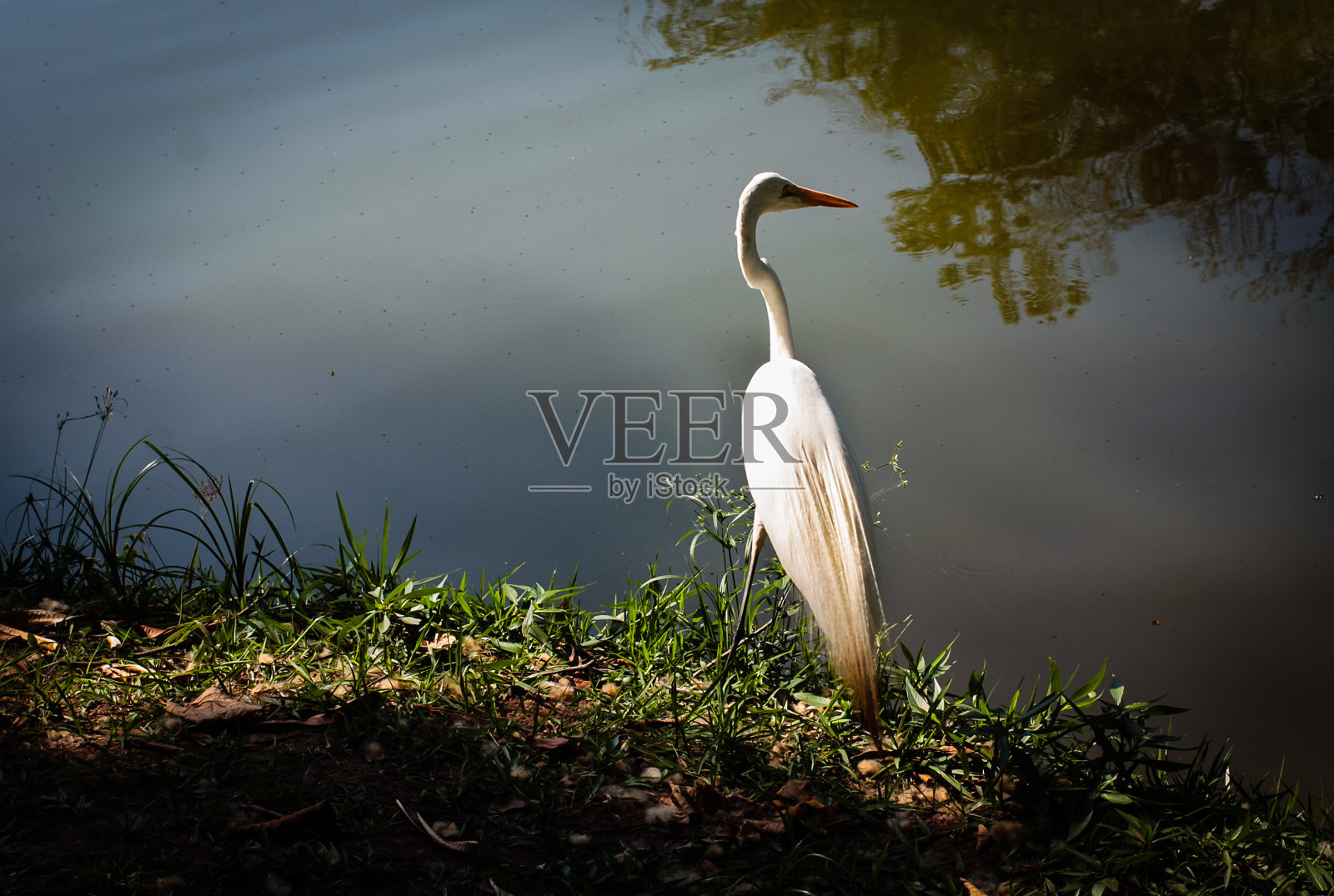 苍鹭照片摄影图片