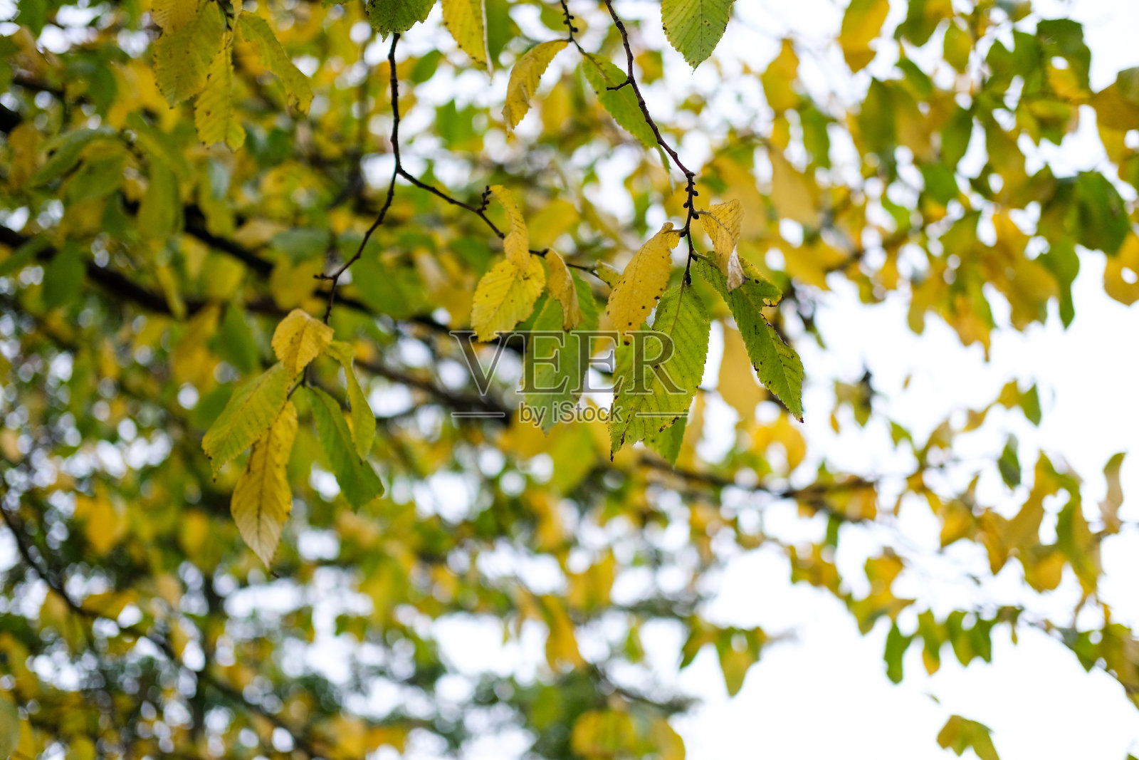 树枝上有黄叶，秋天来了。照片摄影图片