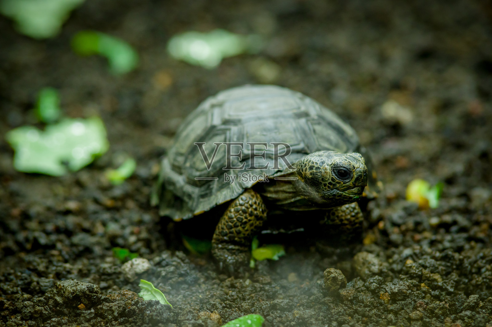 圣克里斯托巴尔加拉帕戈斯群岛的海龟照片摄影图片