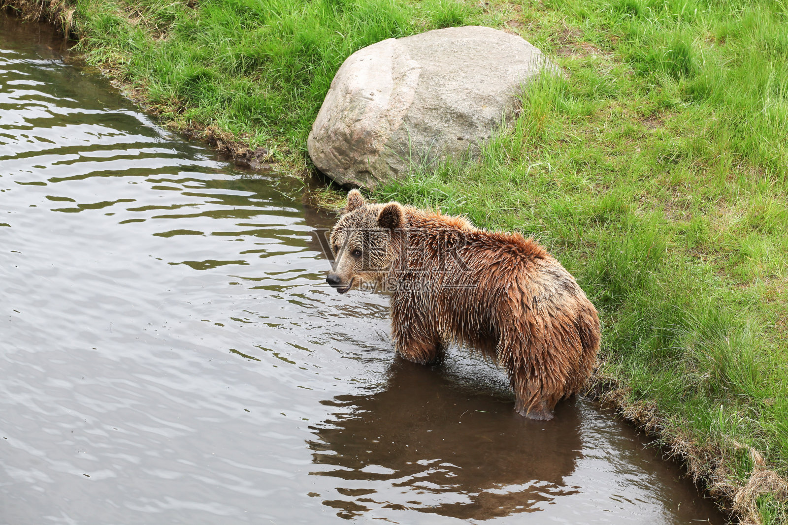 大自然中的棕熊照片摄影图片