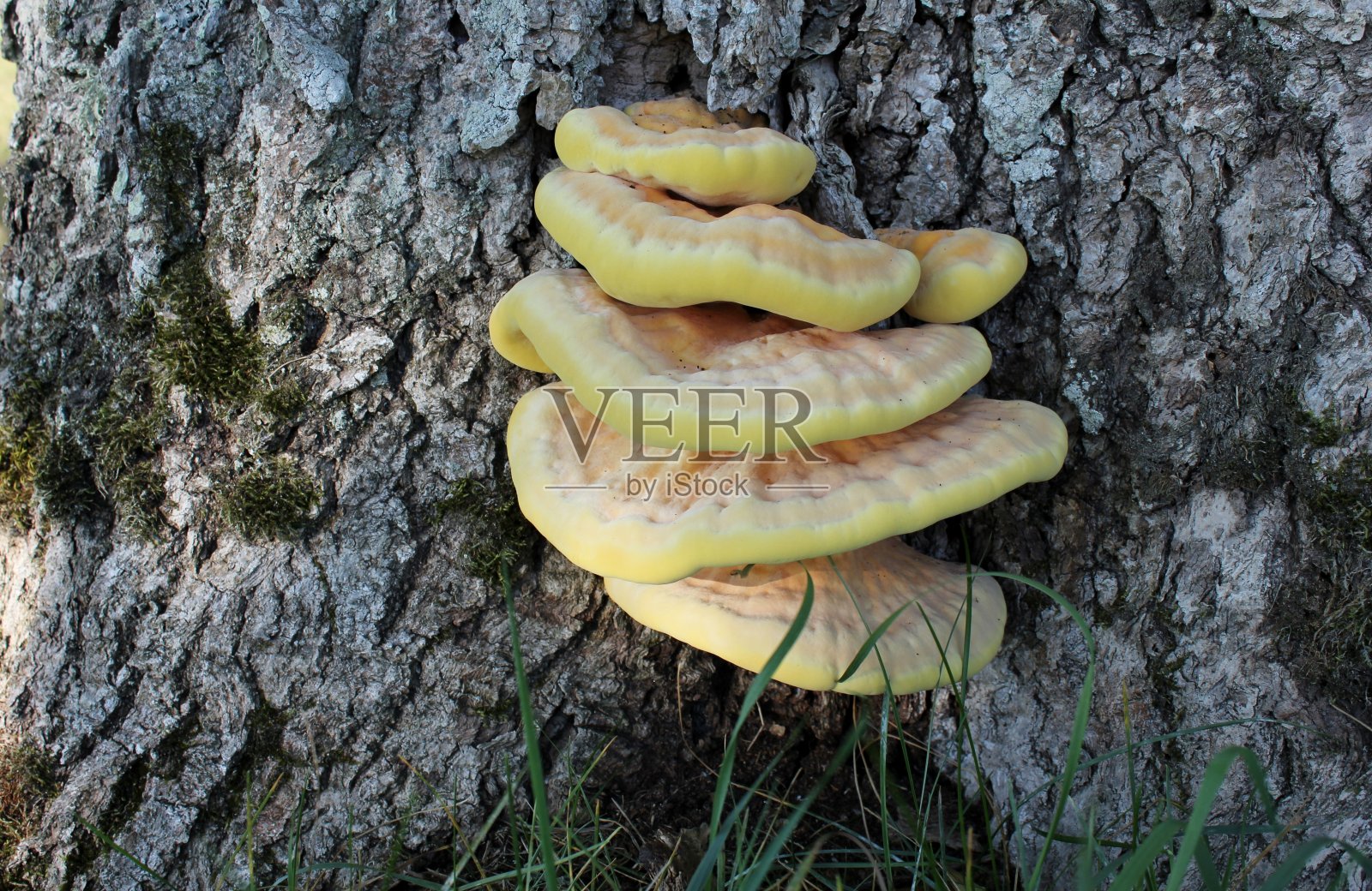 林中之鸡照片摄影图片