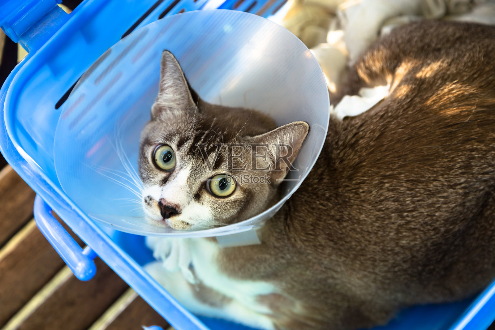 猫受伤了，戴上了项圈照片摄影图片
