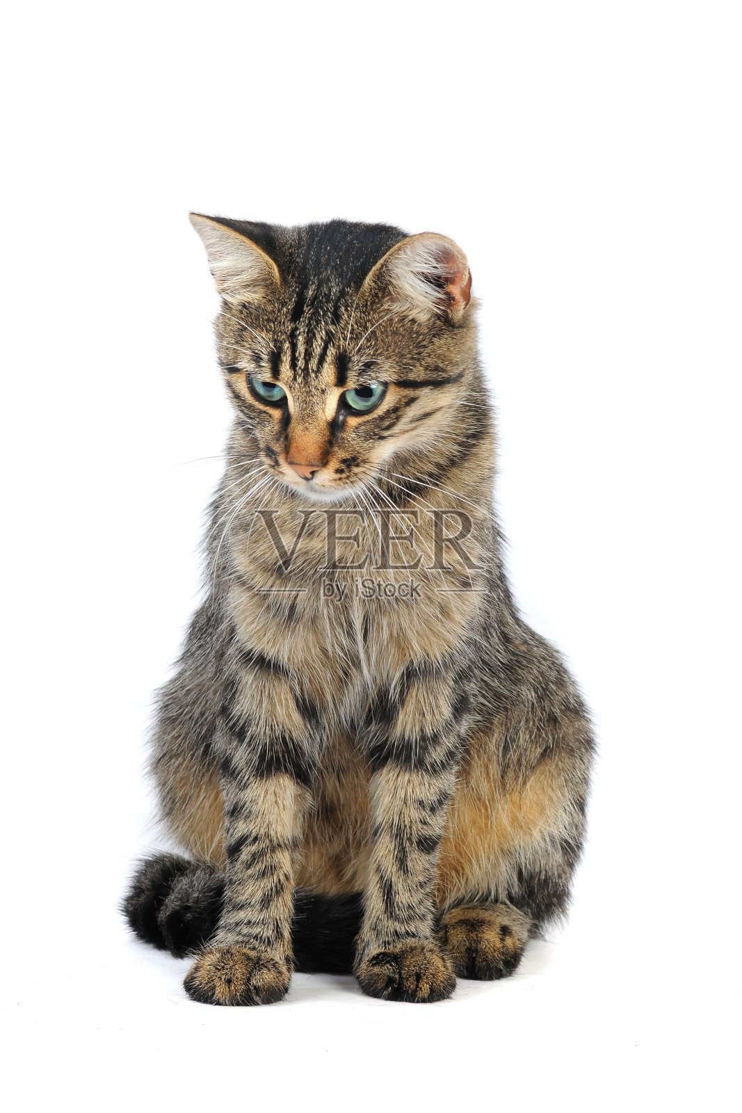 猫照片摄影图片