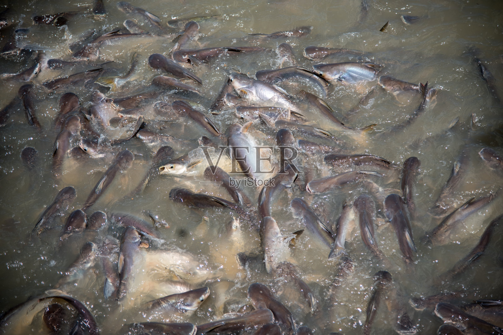 鱼的喂食狂潮(主要是鲶鱼)照片摄影图片