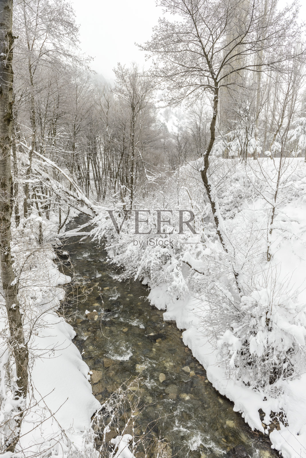 冬天的树枝被雪覆盖照片摄影图片