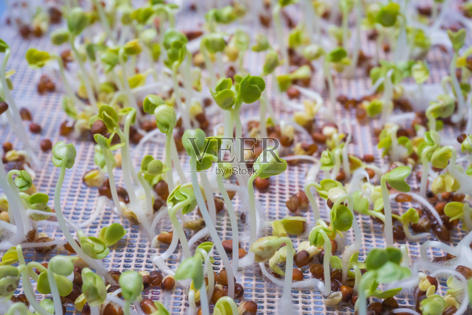 芽和种子的背景照片摄影图片