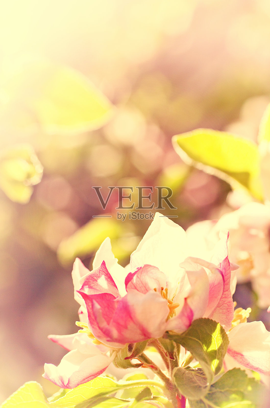 苹果花照片摄影图片