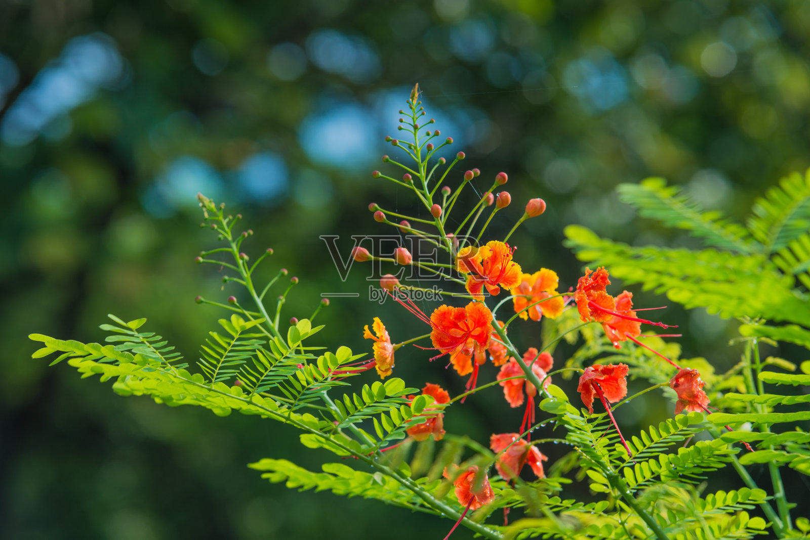 Flam-ฺBoyant在早上照片摄影图片