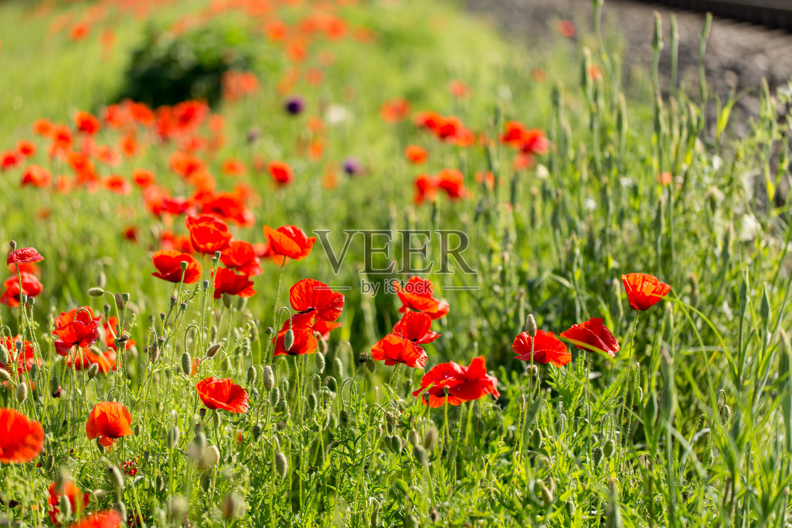 许多红色的罂粟花——草甸的花朵照片摄影图片