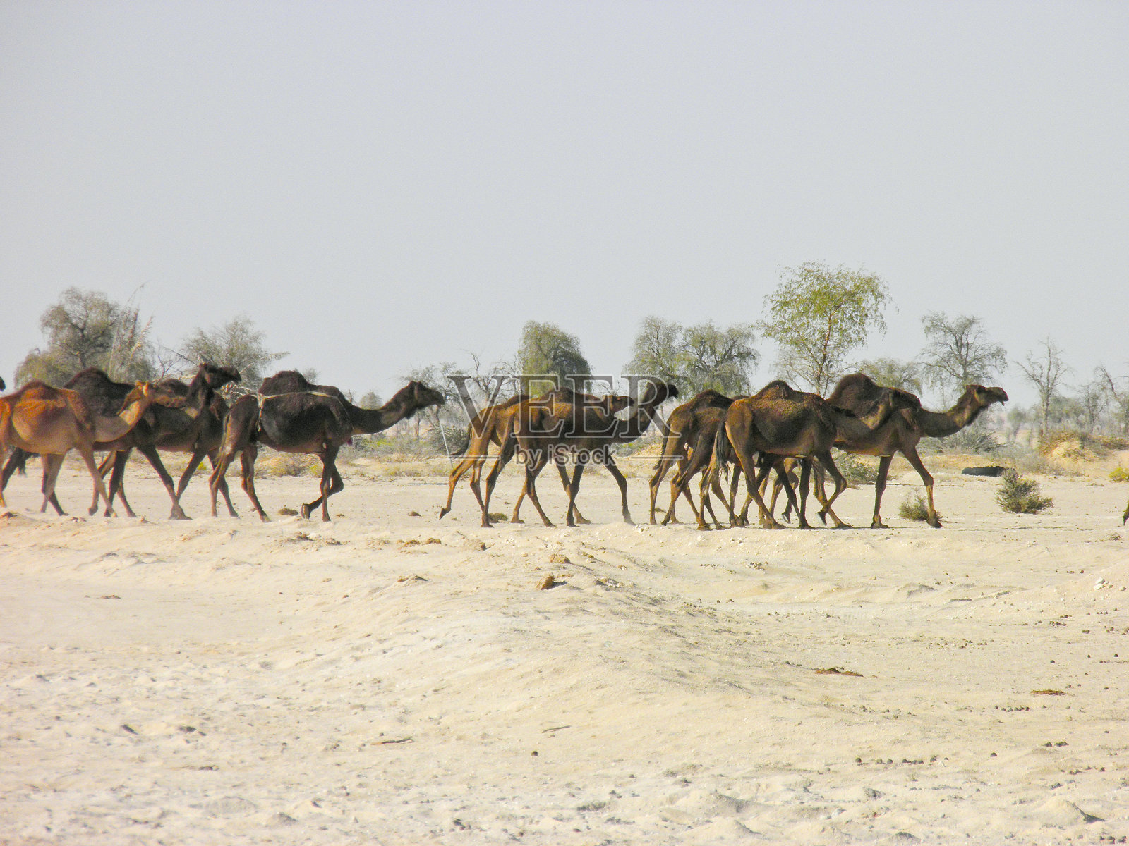 骆驼商队在美丽的日出中穿过沙漠照片摄影图片