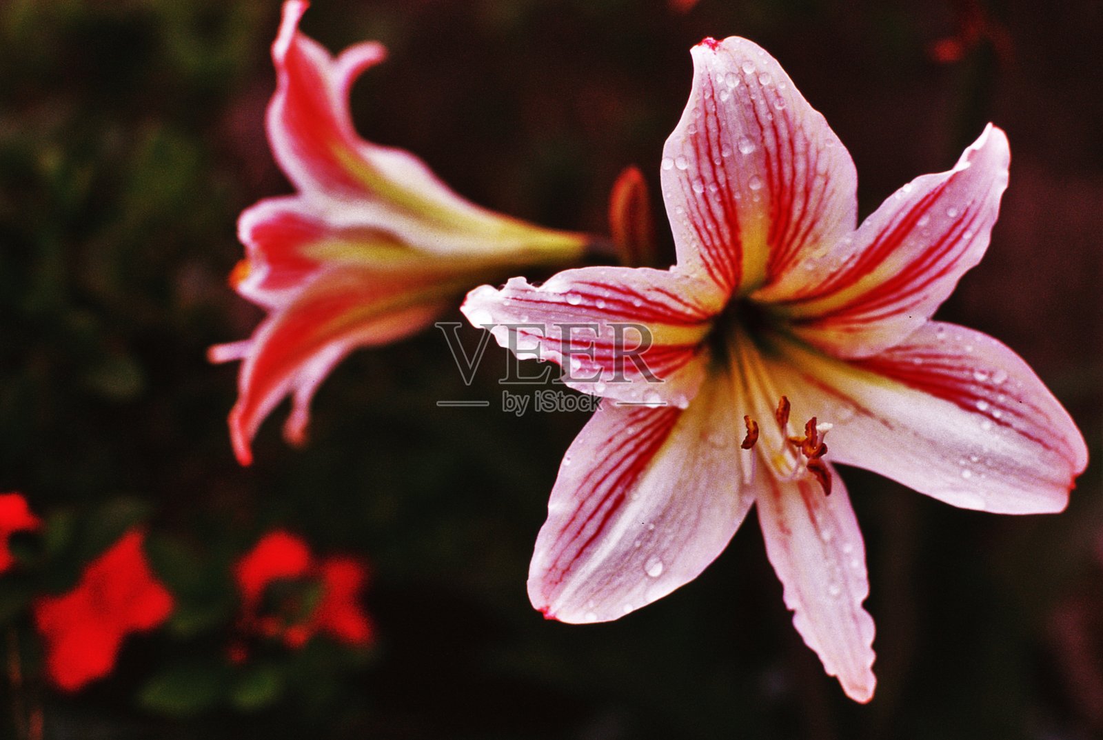 自然图案，花与露珠照片摄影图片