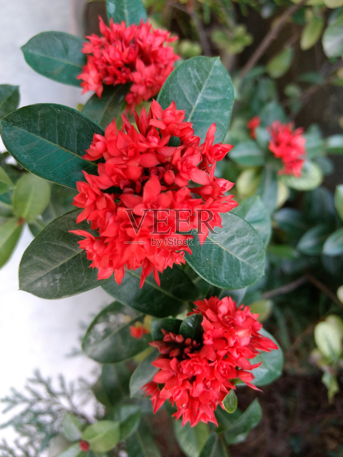 迷你Ixora照片摄影图片