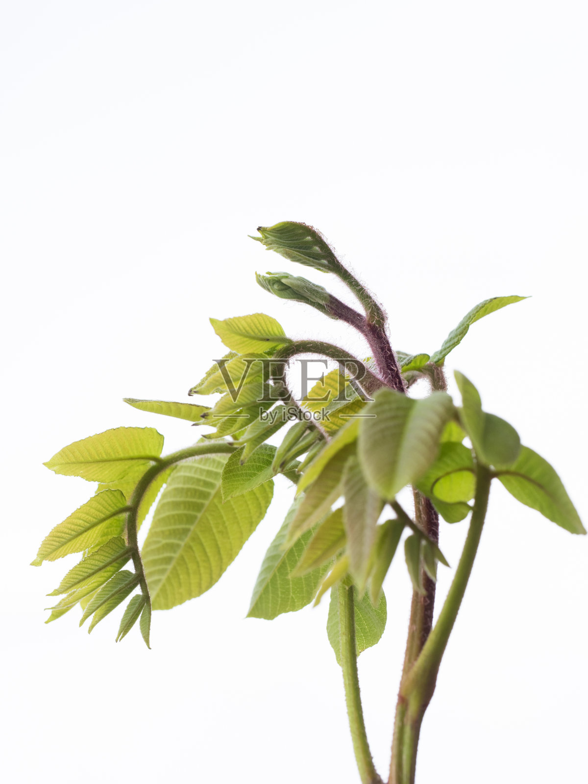 初夏核桃芽的叶子