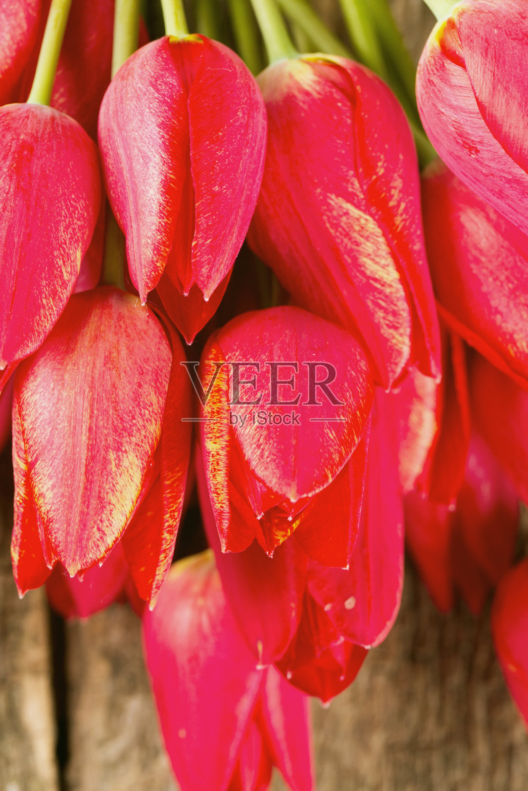 木质表面上的郁金香照片摄影图片