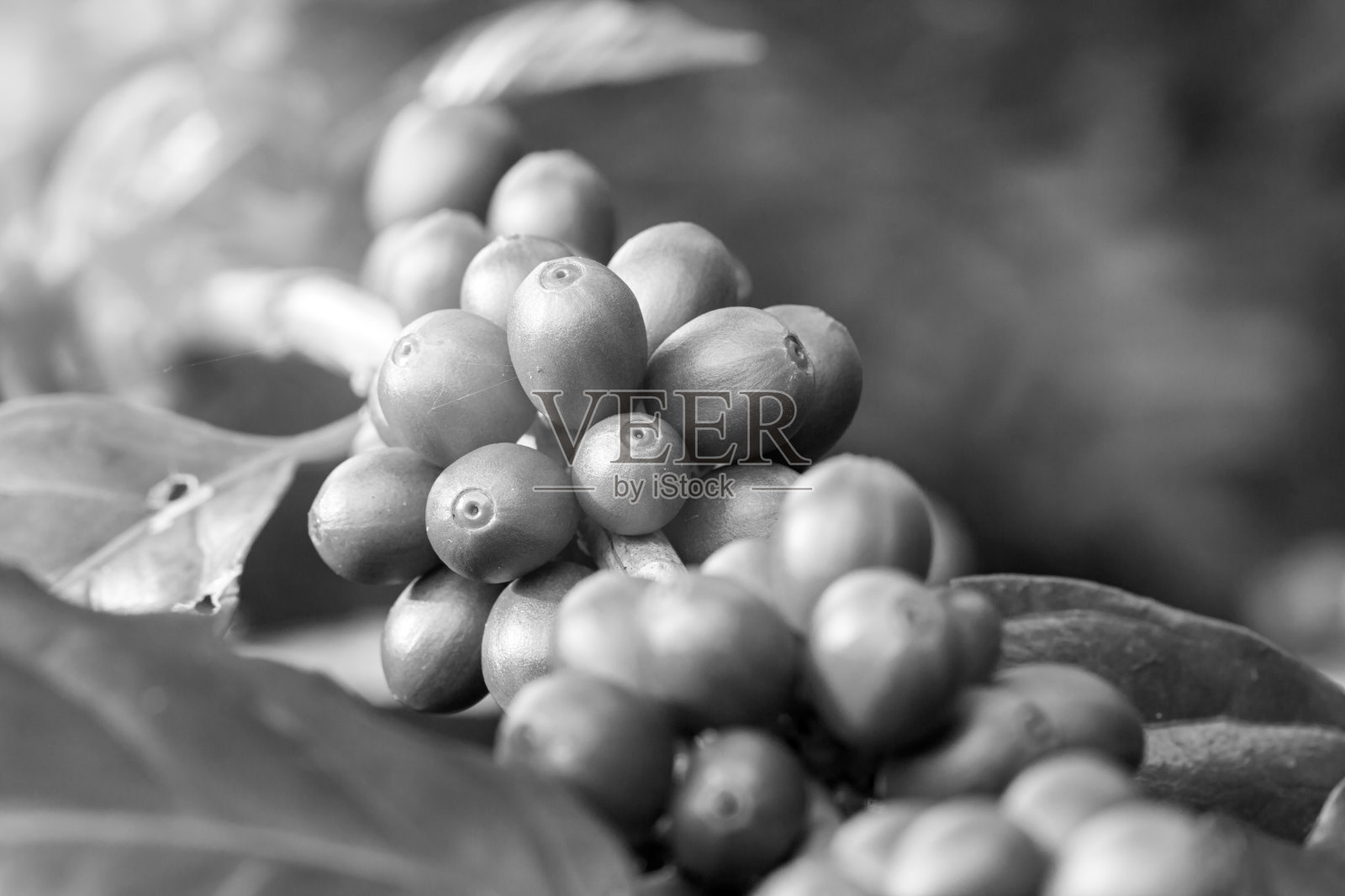 黑色和白色的宏观咖啡浆果照片摄影图片