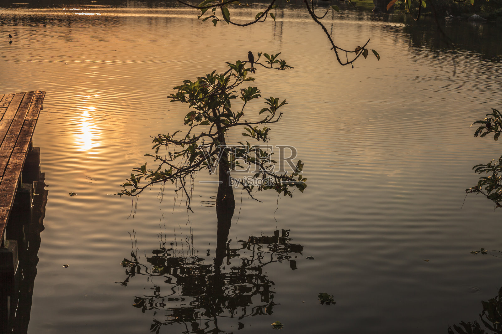 红色湖上孤独的灌木照片摄影图片