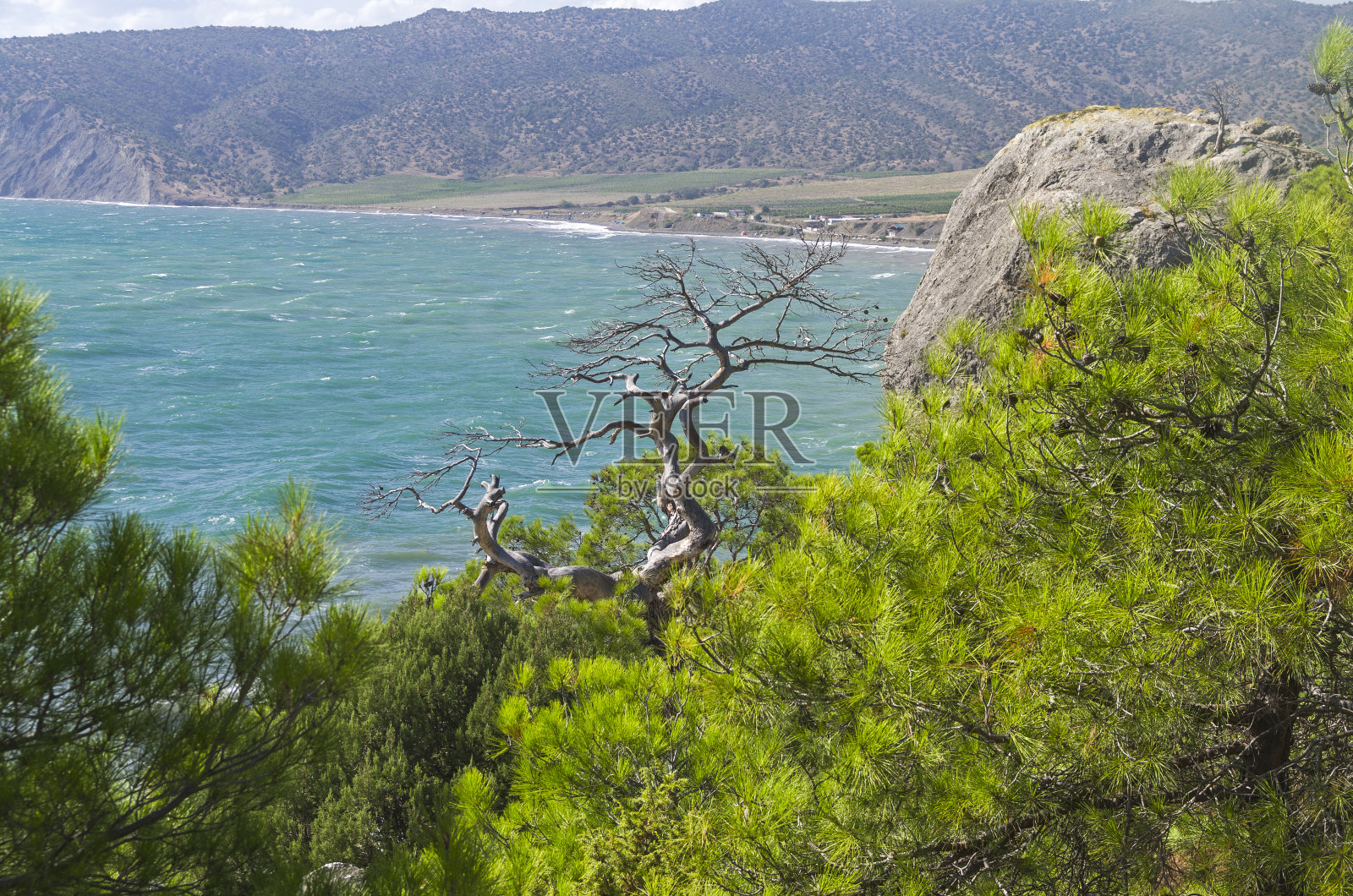 海岸上的枯松树。克里米亚。照片摄影图片