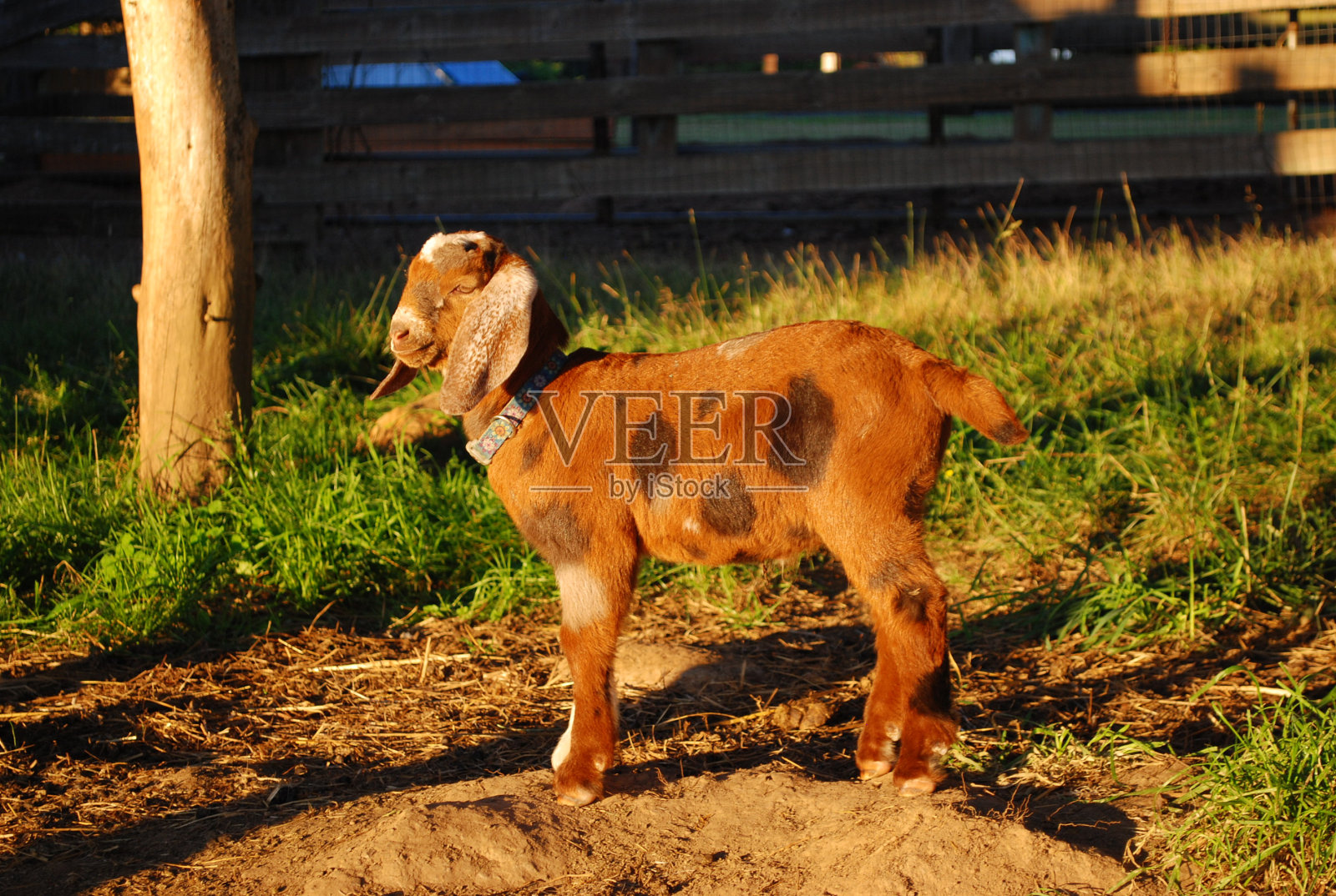 褐斑小山羊照片摄影图片