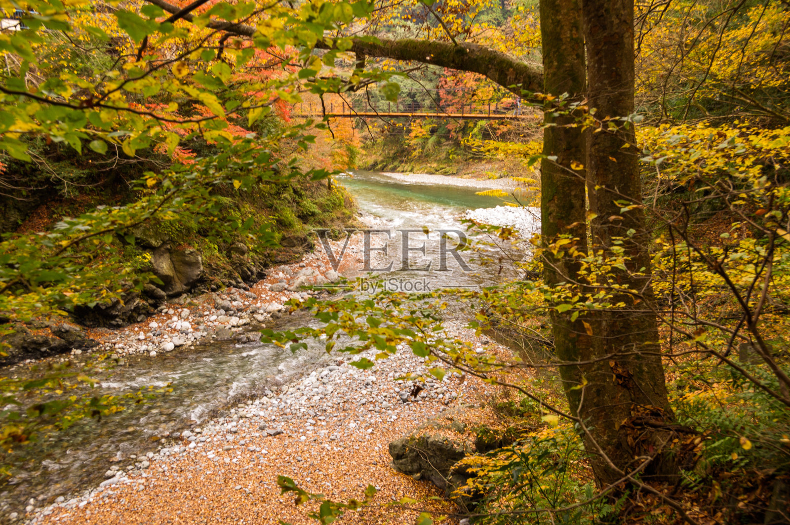 秋天的树叶和山上的河流。照片摄影图片