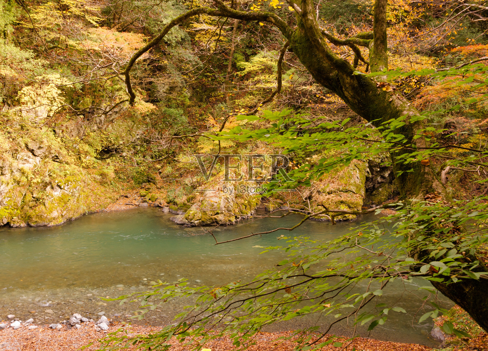 秋天的树叶和山上的河流。照片摄影图片