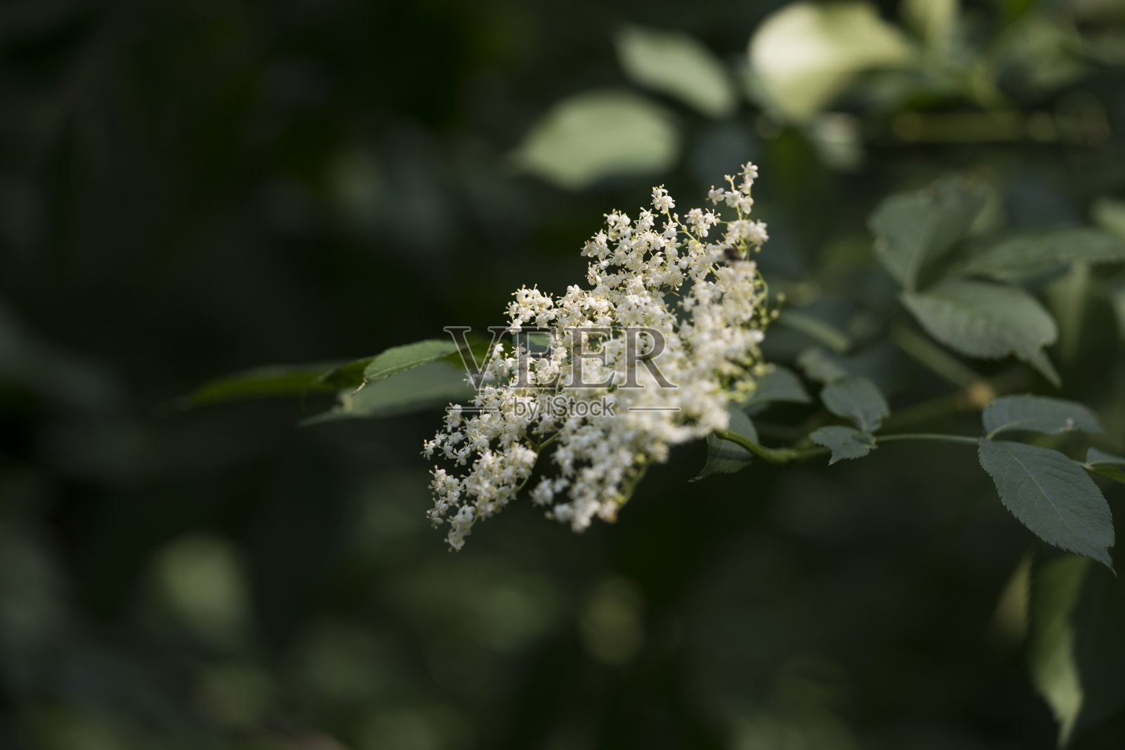 白色接骨木花和叶子照片摄影图片