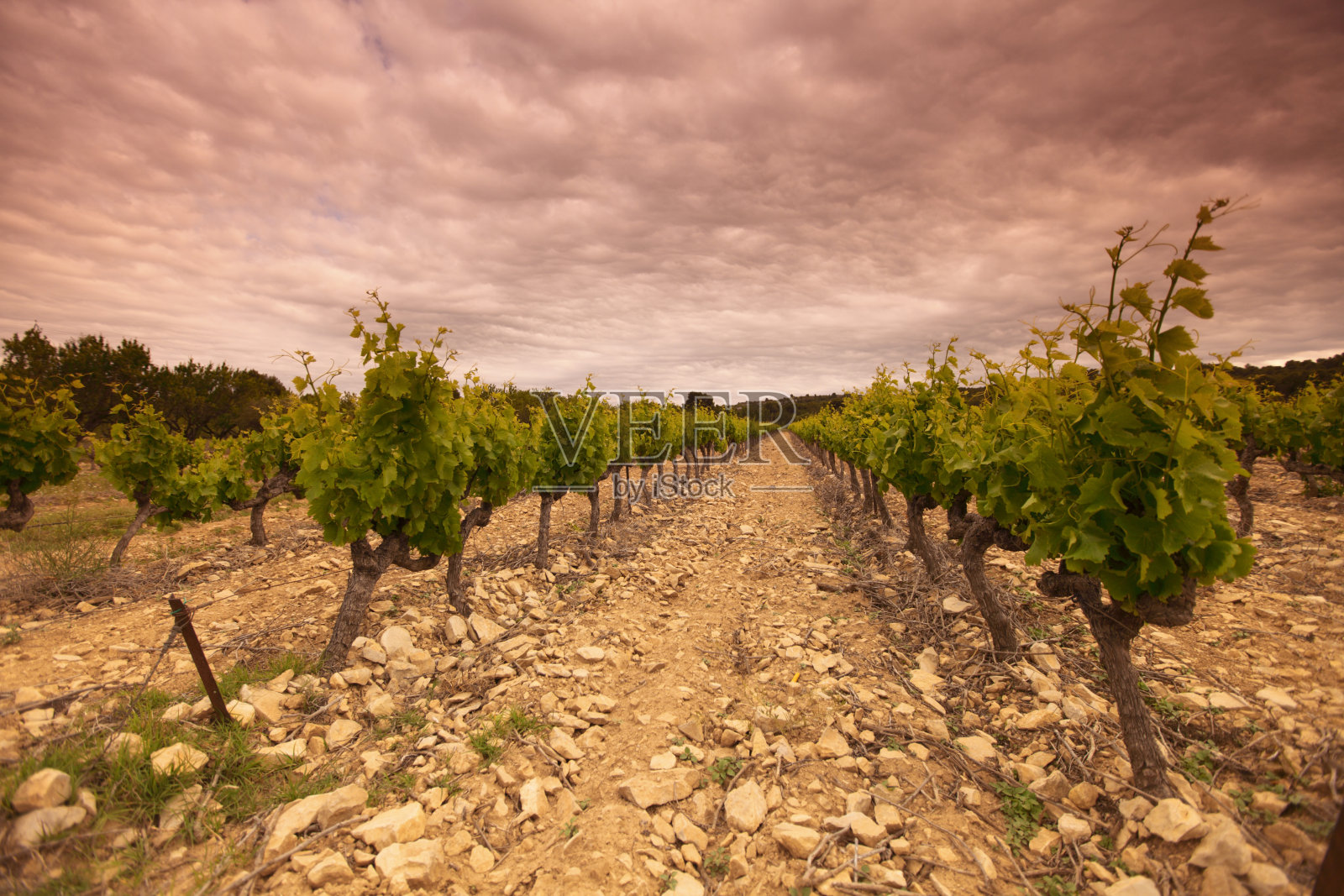 绿色葡萄园的橙色天空照片摄影图片