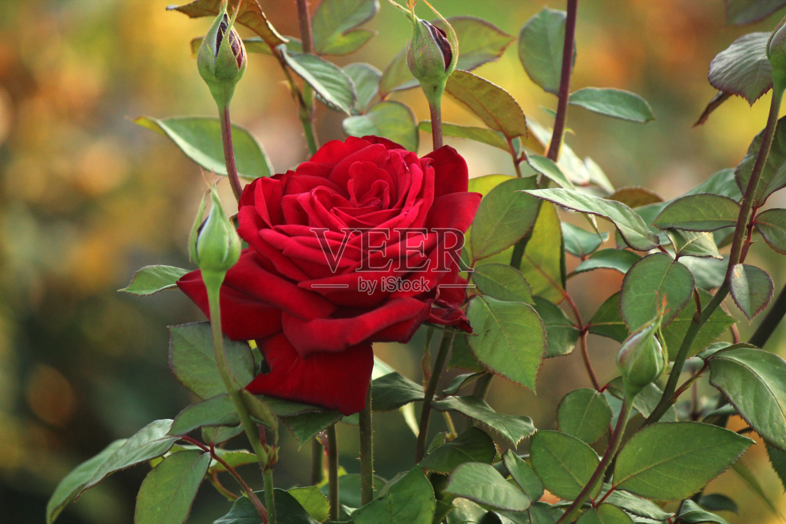 粉红色博特罗 M - 玫瑰照片摄影图片