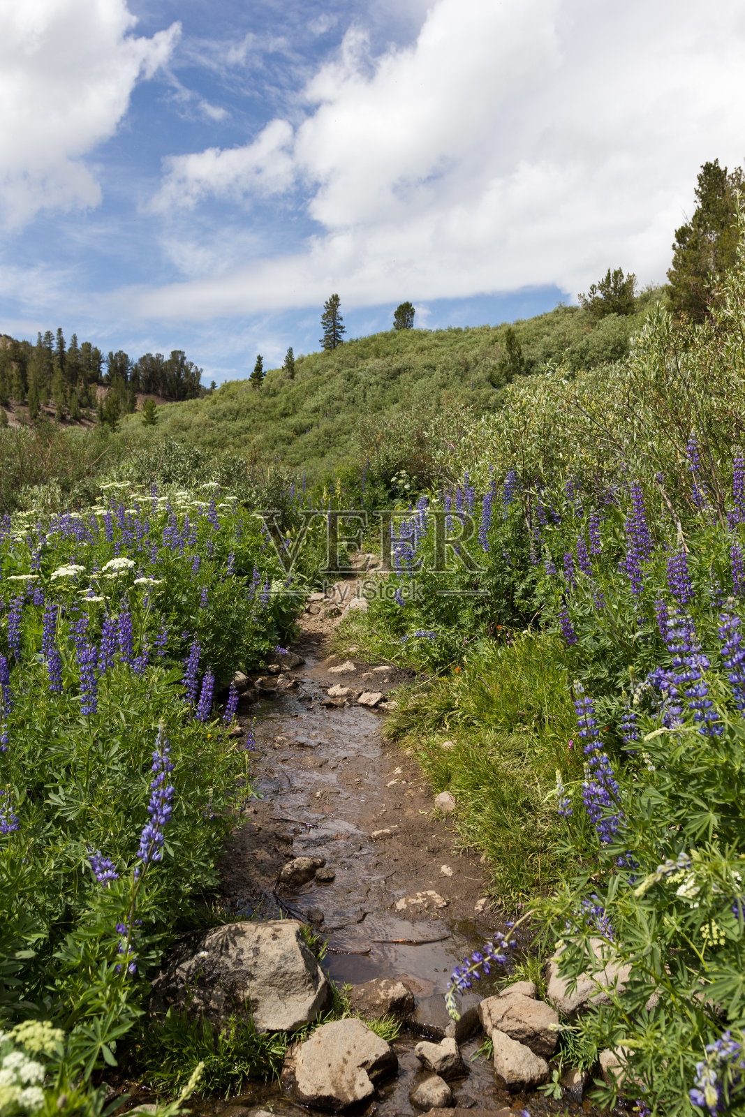 穿越野花山谷的徒步小径照片摄影图片