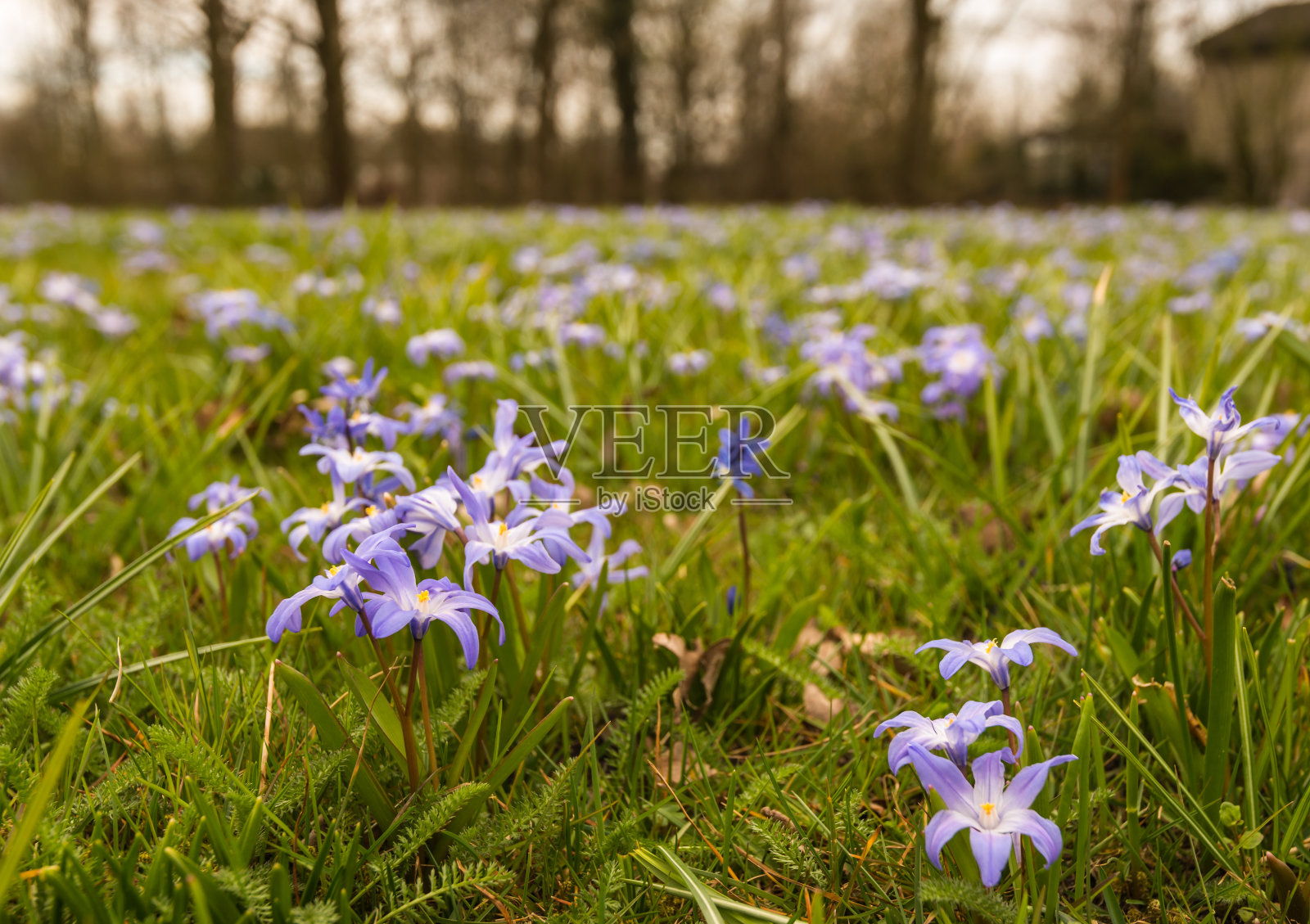 长在草间的紫色开花锡拉植物照片摄影图片