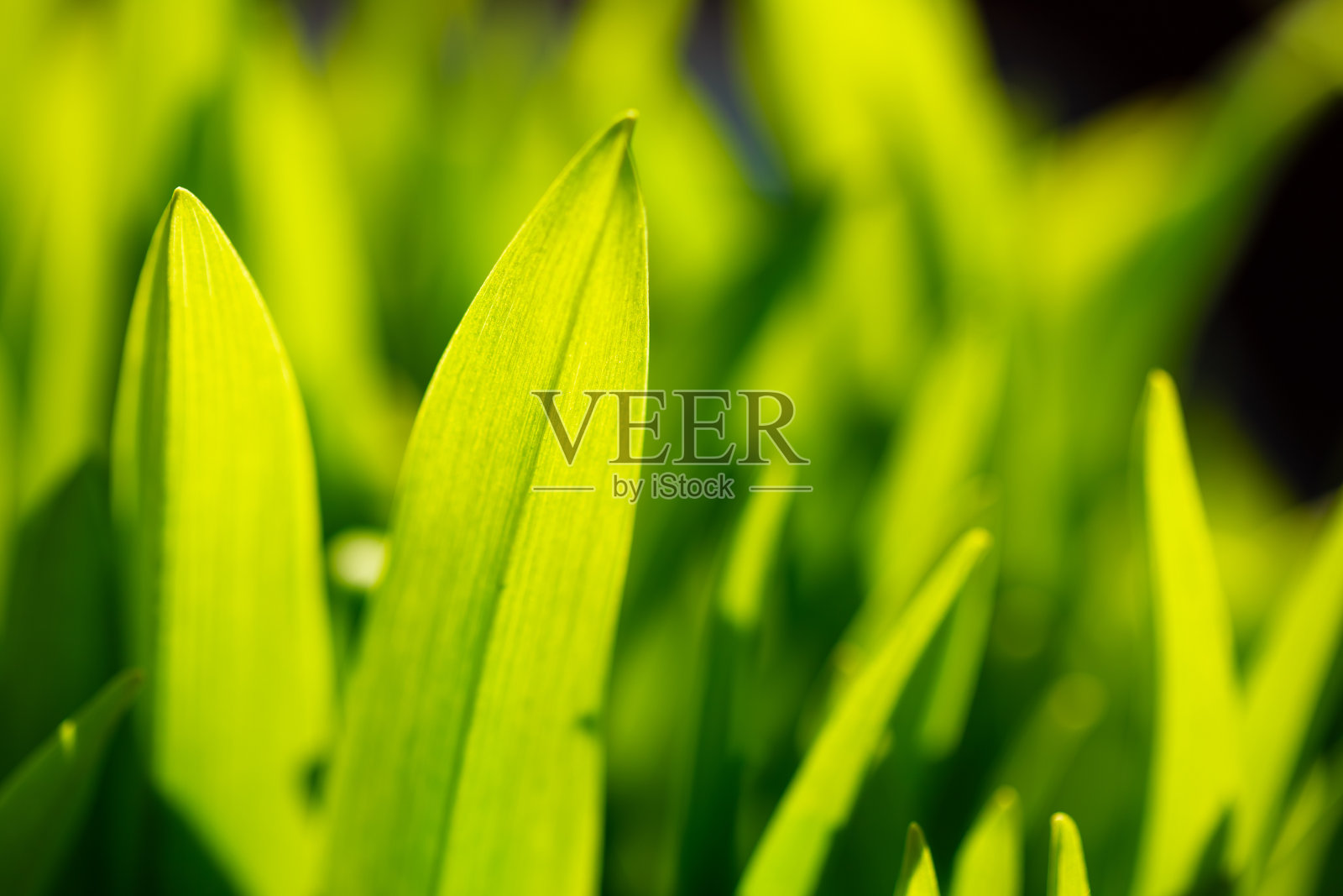 绿芽从种子中萌发照片摄影图片