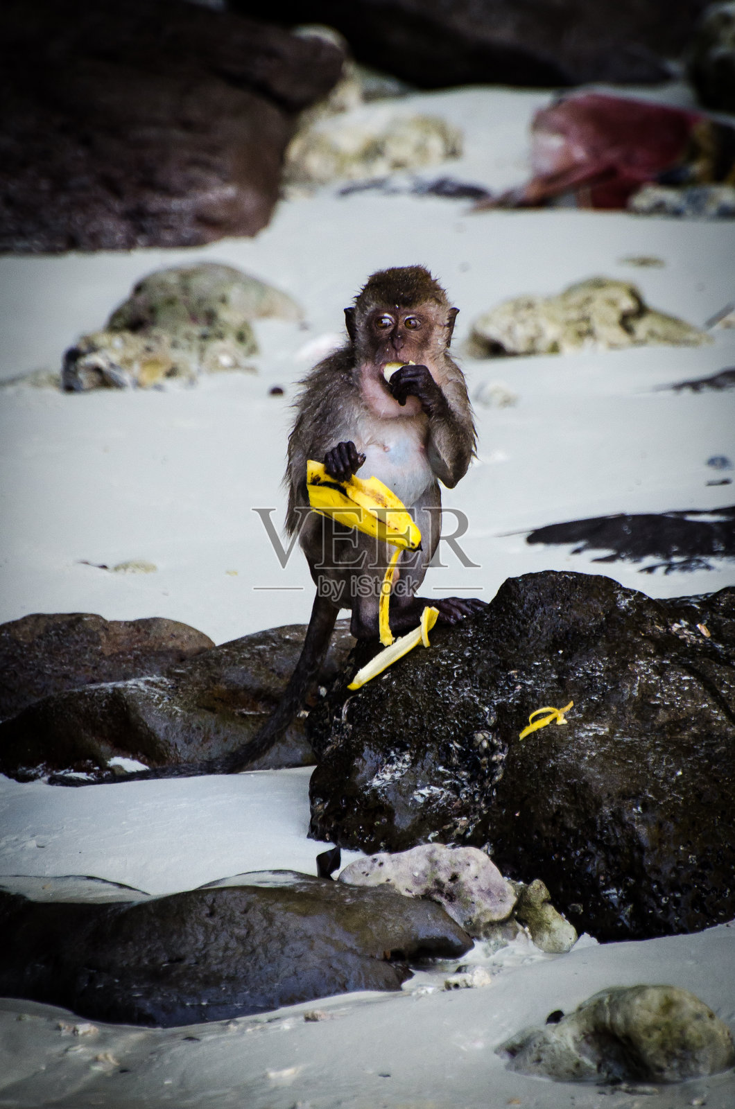 卷尾猴岛照片摄影图片