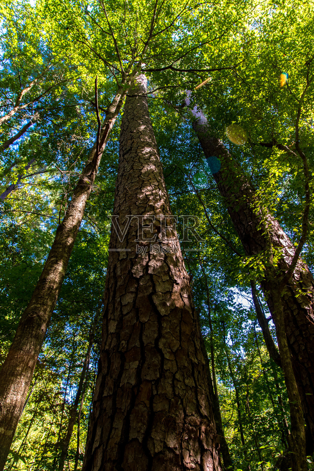 冠军树照片摄影图片