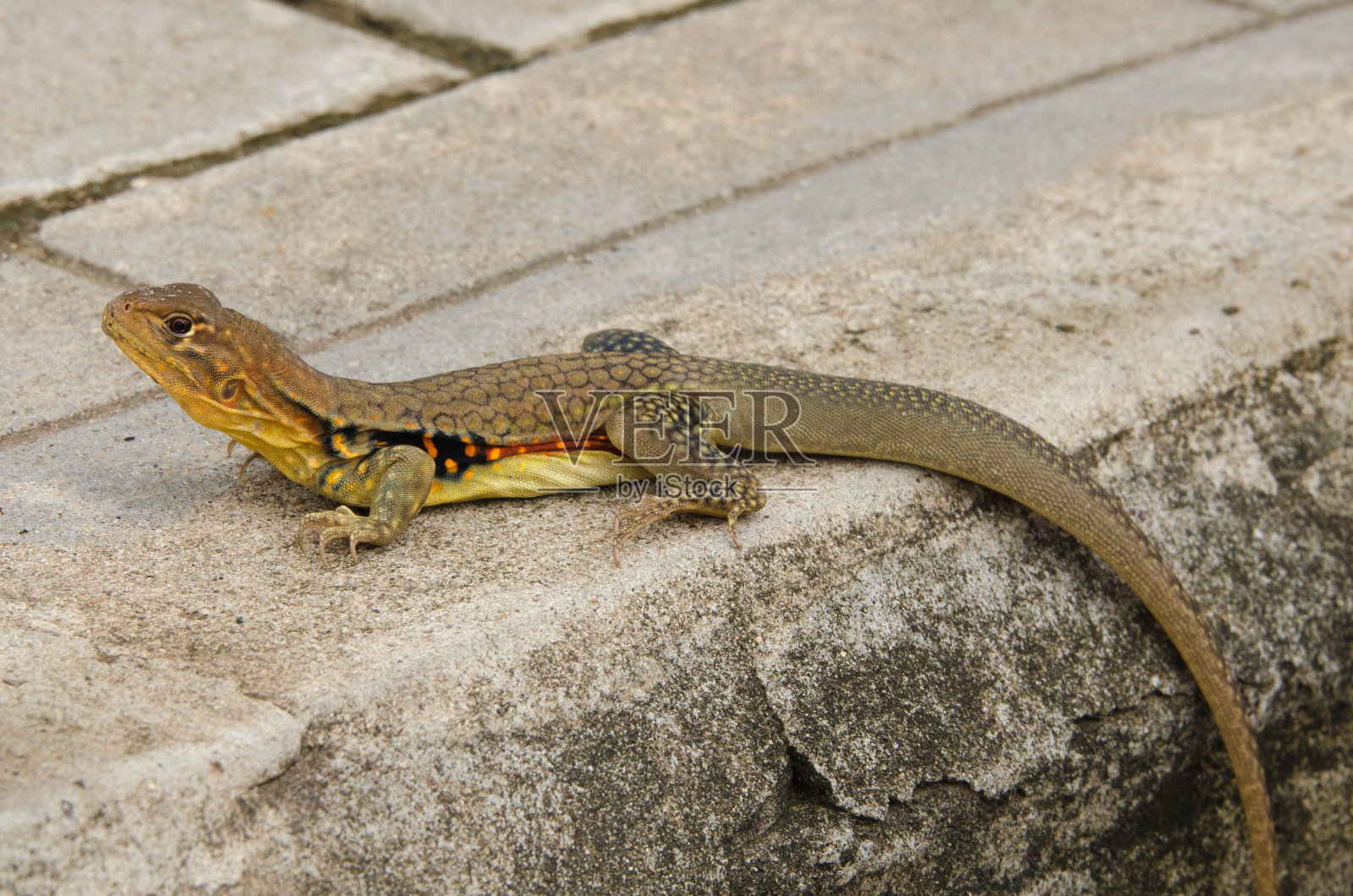 蜥蜴从泰国照片摄影图片