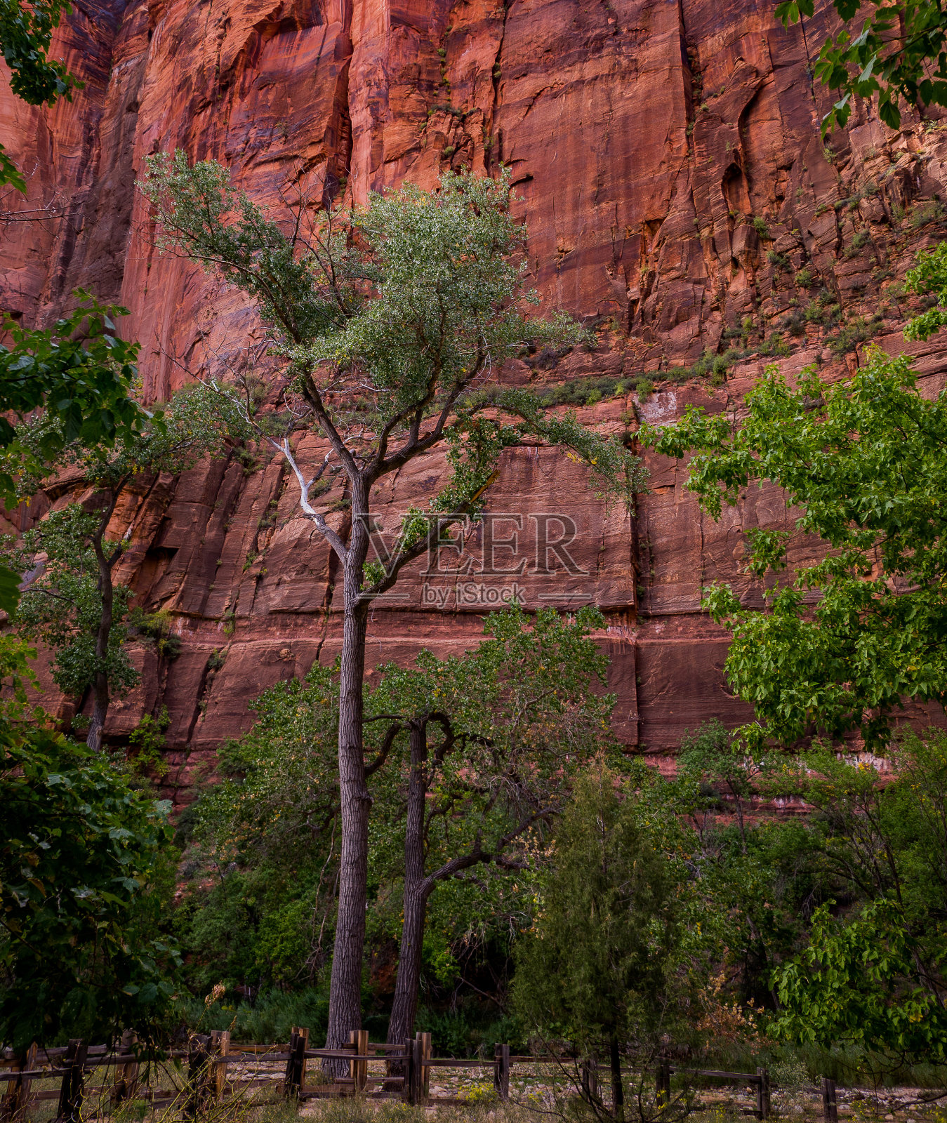 山坡上的树照片摄影图片