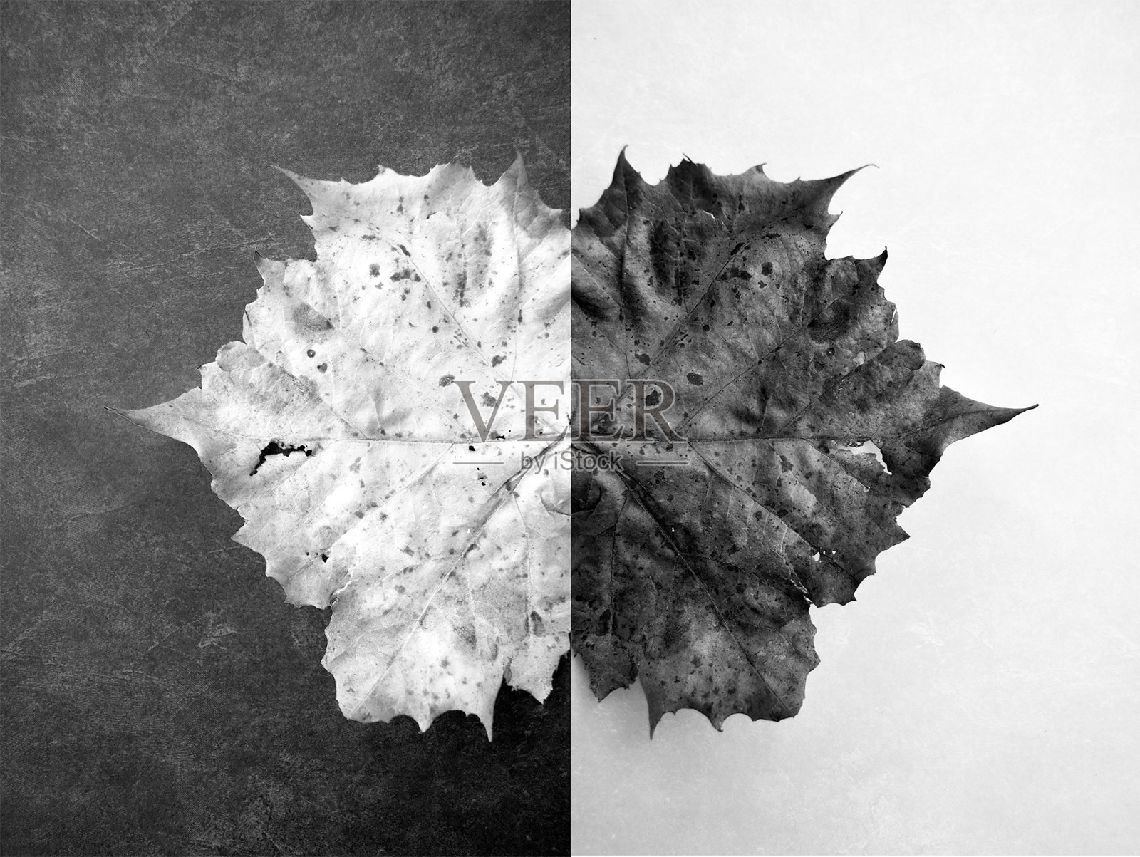 Symetrical叶照片摄影图片