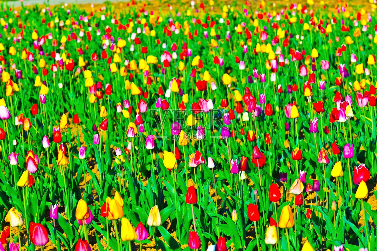 春天的田野里盛开着五颜六色的郁金香照片摄影图片